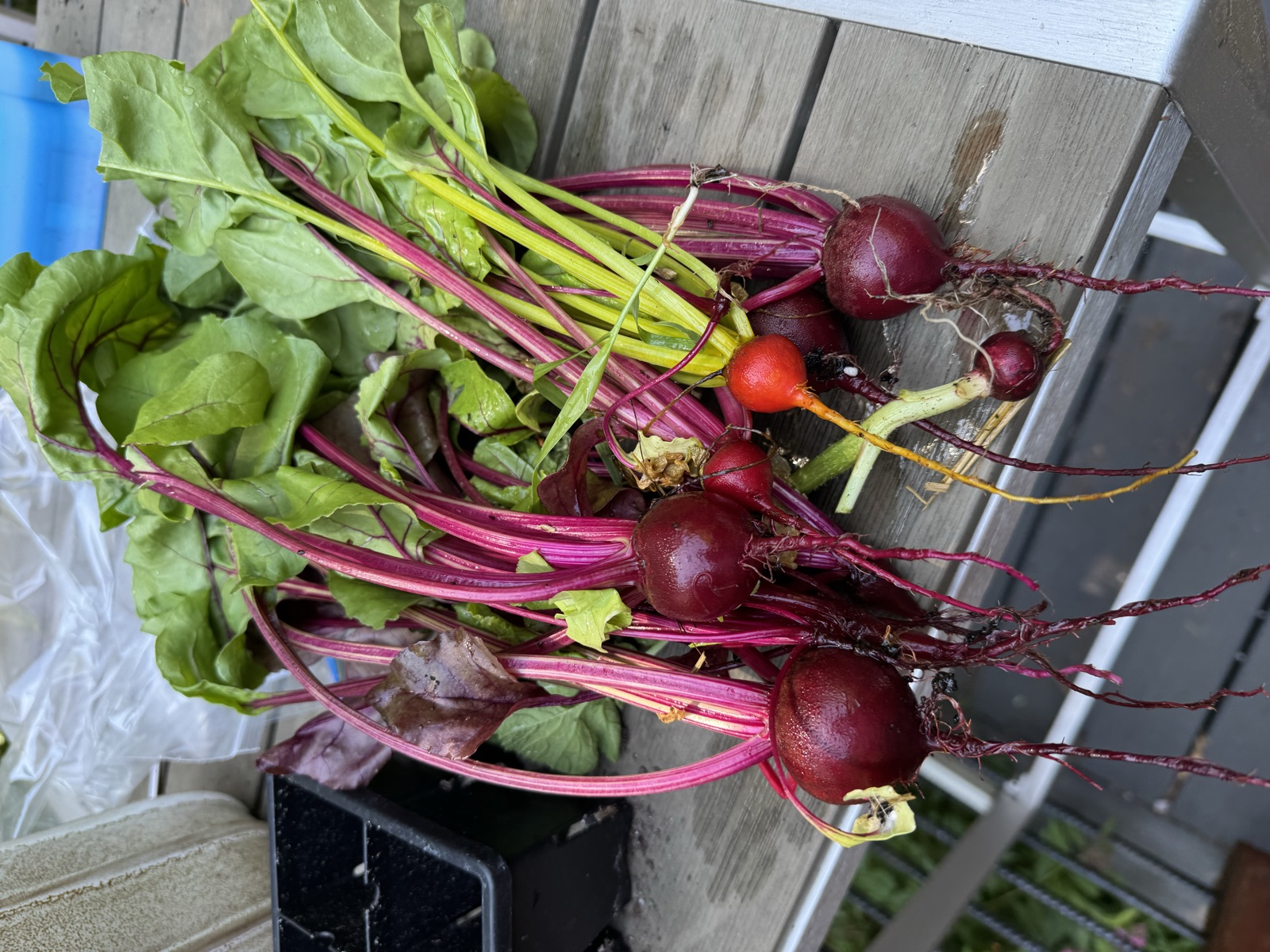 A fresh harvest of beets with deep red roots and magenta-stemmed greens on a weathered wood surface