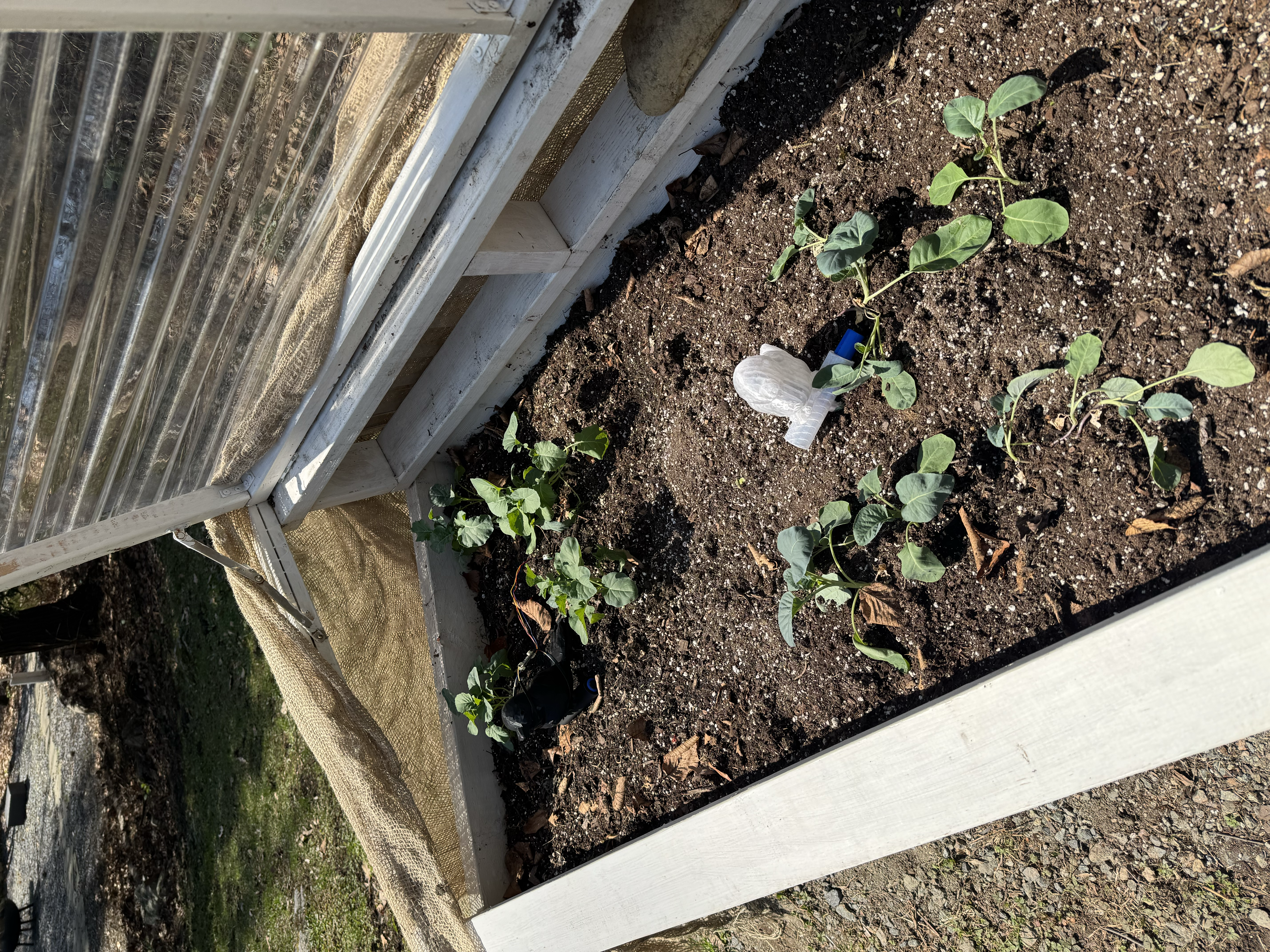 White PETG Phoebe bird deployed in a cold frame garden bed among seedlings